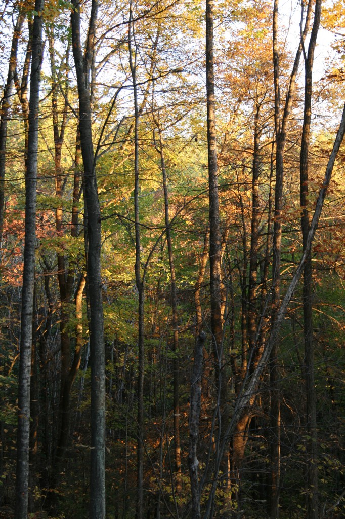 IMG_7381 IMG_7381